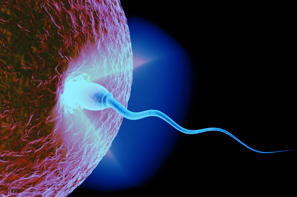 spermier effekter på